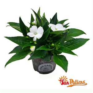 Afbeelding van Impatiens Sun Patiens P13 White